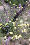 13JoshuaTree - 11